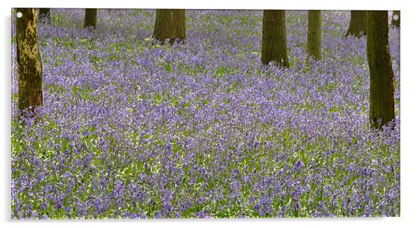 Dockey Wood Bluebells Acrylic by graham young