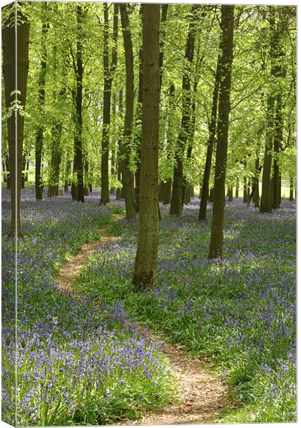 Bluebell Path Canvas Print by graham young