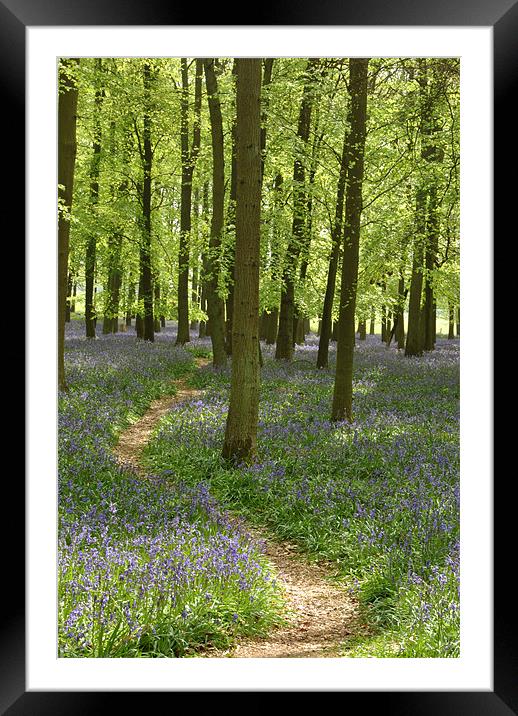 Bluebell Path Framed Mounted Print by graham young