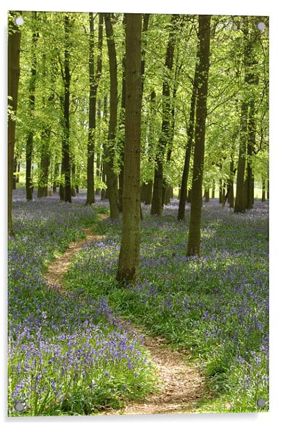 Bluebell Path Acrylic by graham young