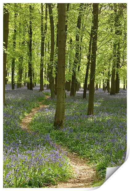 Bluebell Path Print by graham young