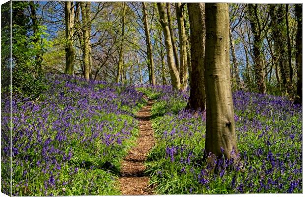 A Walk Through the Bluebell Wood Canvas Print by Martyn Arnold