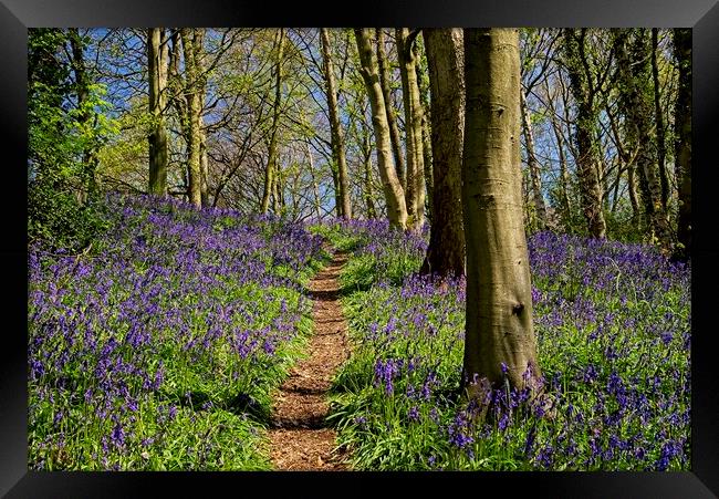 A Walk Through the Bluebell Wood Framed Print by Martyn Arnold