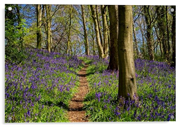 A Walk Through the Bluebell Wood Acrylic by Martyn Arnold