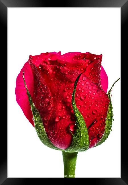 Red Rose Framed Print by Drew Gardner