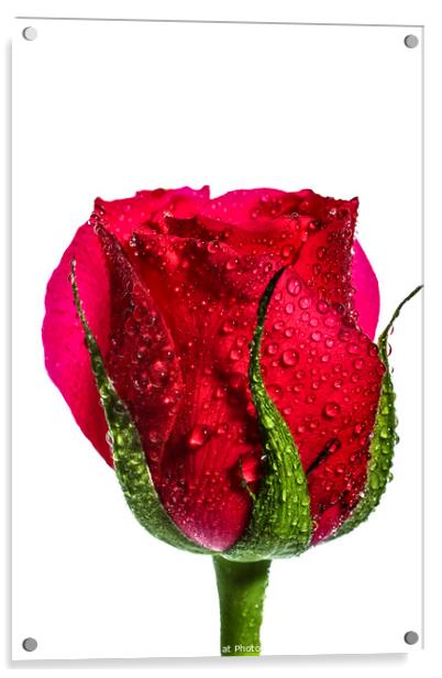 Red Rose Acrylic by Drew Gardner