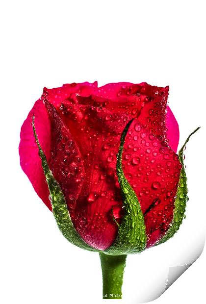 Red Rose Print by Drew Gardner