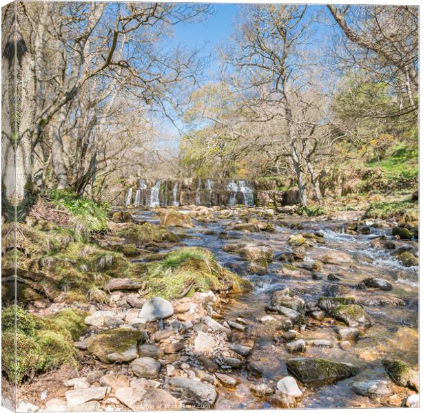 Orgate Force Waterfall in Spring Sunshine (3) Canvas Print by Richard Laidler