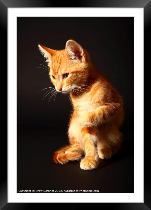 Ginger Kitten Framed Mounted Print by Drew Gardner