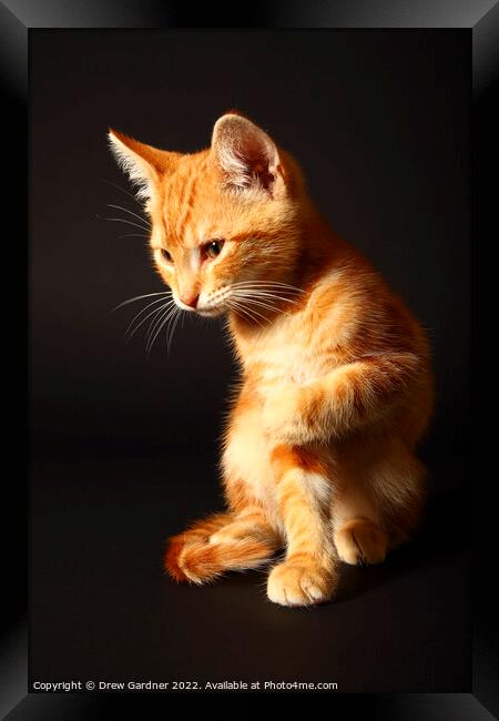 Ginger Kitten Framed Print by Drew Gardner