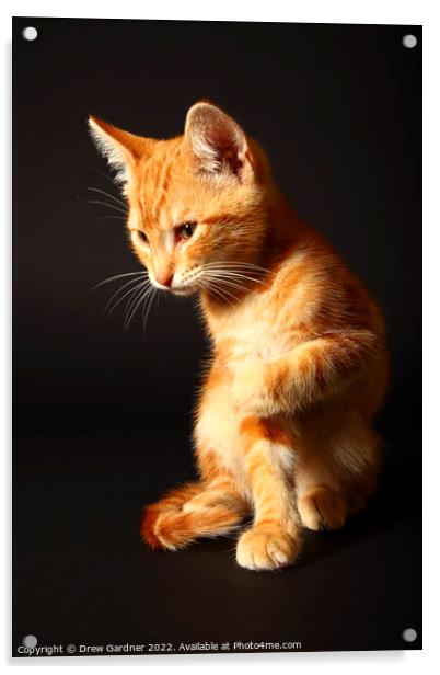 Ginger Kitten Acrylic by Drew Gardner