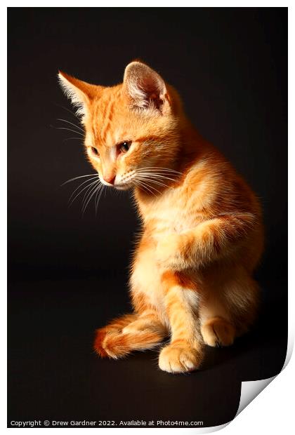 Ginger Kitten Print by Drew Gardner
