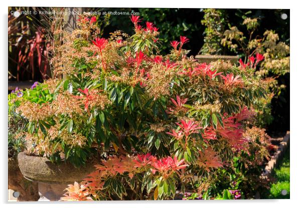 Pieris plant Acrylic by Richard Long