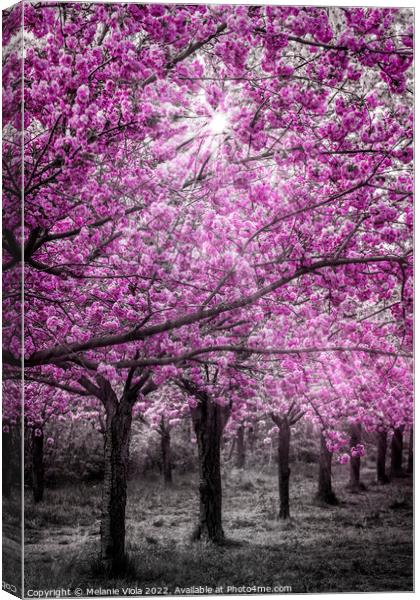 Cherry blossoms in sunlight Canvas Print by Melanie Viola