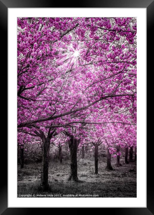 Cherry blossoms in sunlight Framed Mounted Print by Melanie Viola