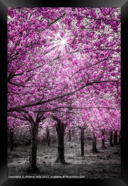 Cherry blossoms in sunlight Framed Print by Melanie Viola