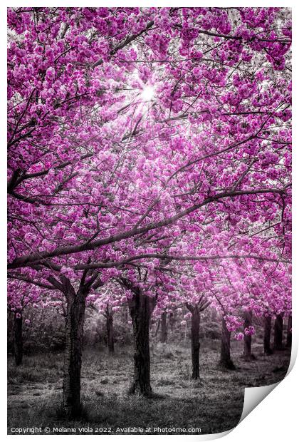 Cherry blossoms in sunlight Print by Melanie Viola
