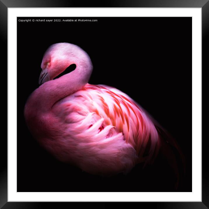 Pink Poise Framed Mounted Print by richard sayer