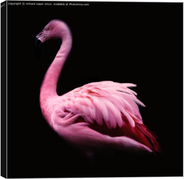 Majestic Greater Flamingo Canvas Print by richard sayer