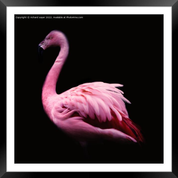 Majestic Greater Flamingo Framed Mounted Print by richard sayer