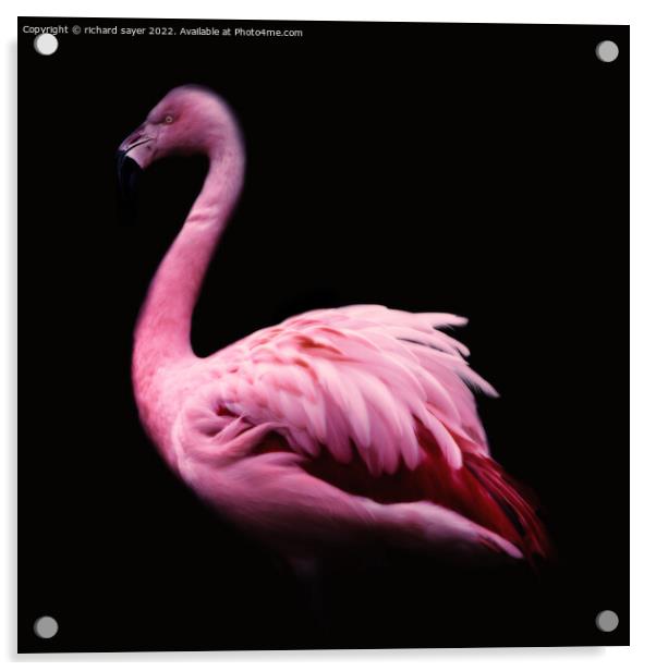 Majestic Greater Flamingo Acrylic by richard sayer