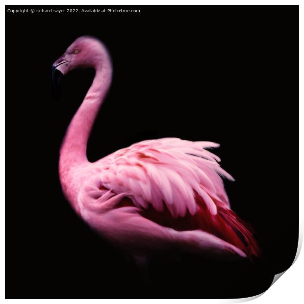 Majestic Greater Flamingo Print by richard sayer
