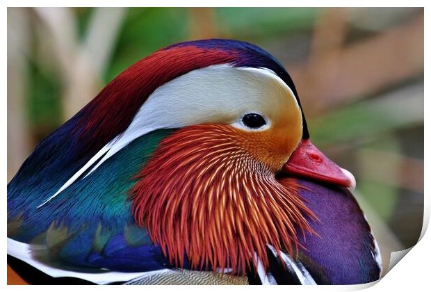 Mandarin Duck Print by Susan Snow