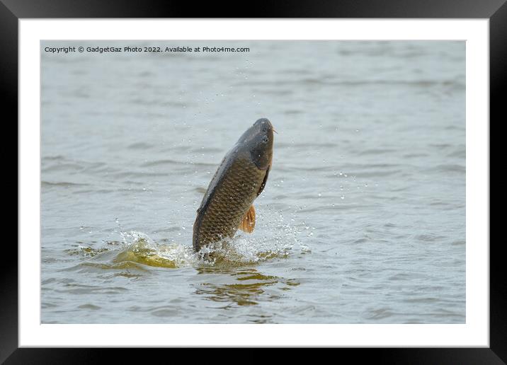 Common Carp jumping out of a Lake Framed Mounted Print by GadgetGaz Photo