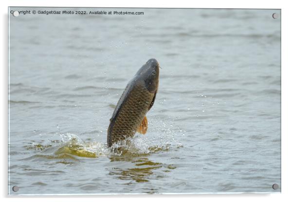 Common Carp jumping out of a Lake Acrylic by GadgetGaz Photo
