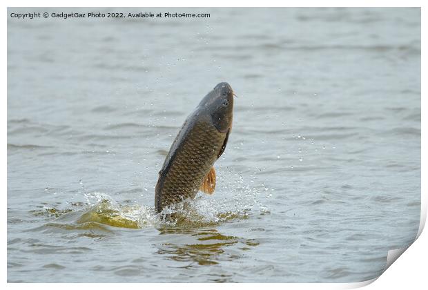 Common Carp jumping out of a Lake Print by GadgetGaz Photo