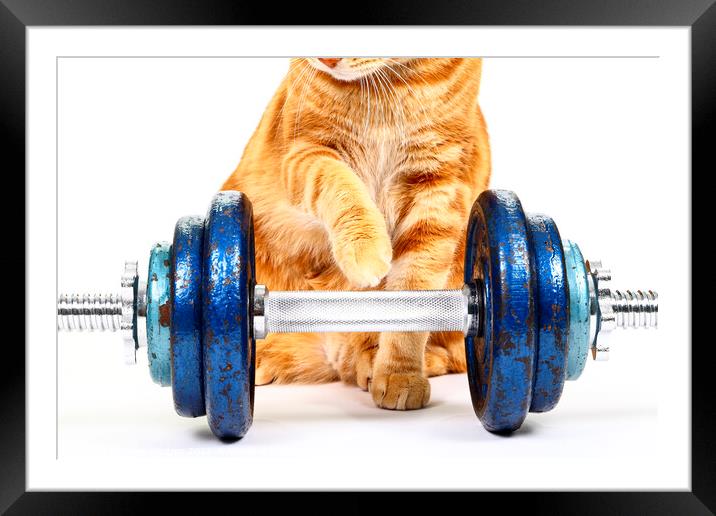 Workout Cat Framed Mounted Print by Drew Gardner