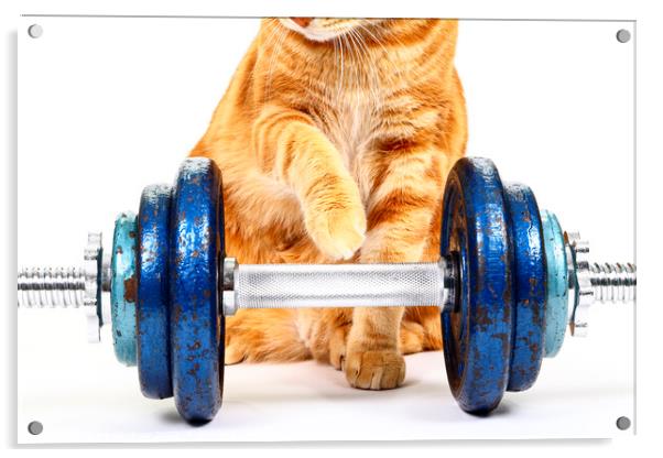 Workout Cat Acrylic by Drew Gardner