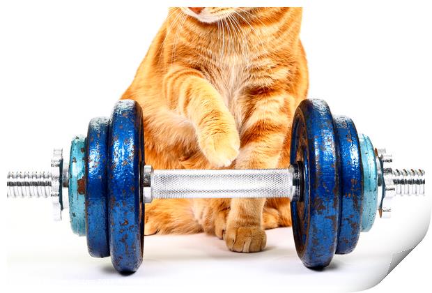 Workout Cat Print by Drew Gardner
