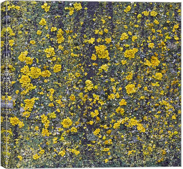 Yellow lichen Canvas Print by Gary Eason