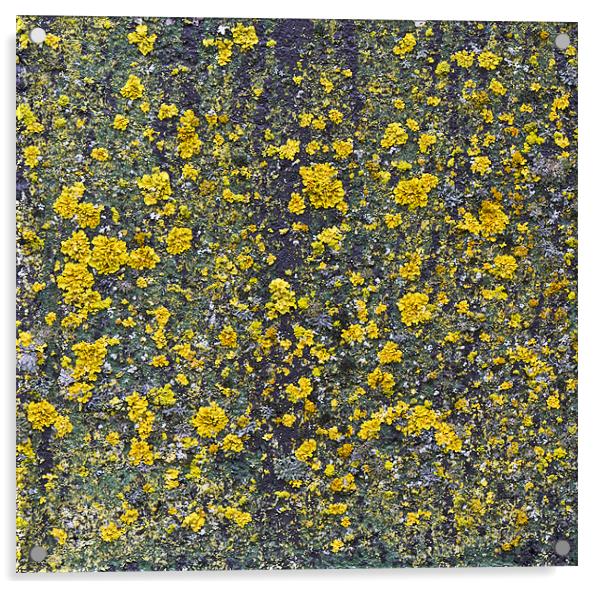 Yellow lichen Acrylic by Gary Eason