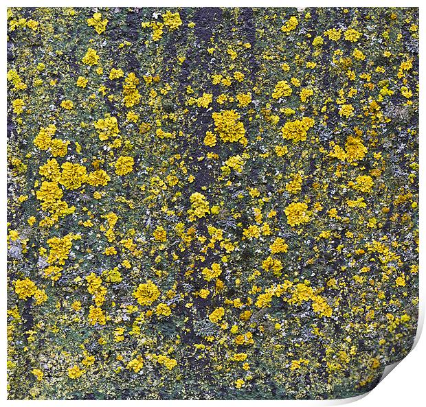 Yellow lichen Print by Gary Eason