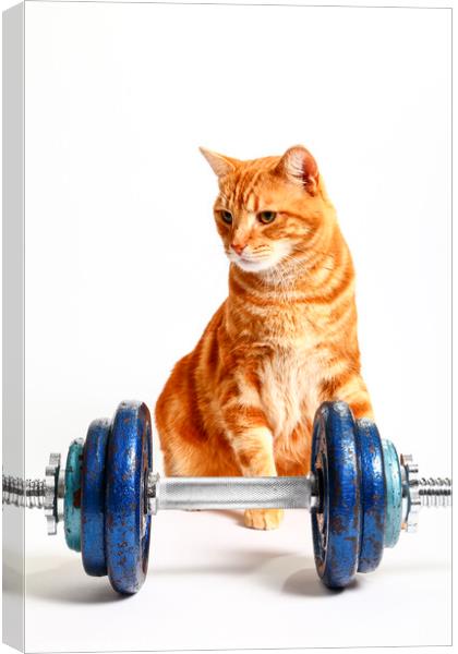 Workout Cat Canvas Print by Drew Gardner