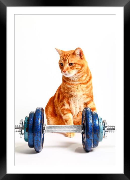 Workout Cat Framed Mounted Print by Drew Gardner
