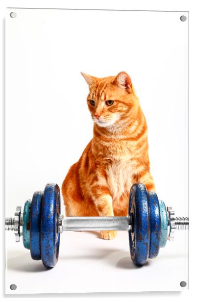 Workout Cat Acrylic by Drew Gardner