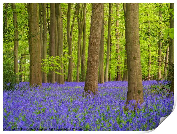 Bluebells Woodland Print by Elizabeth Debenham