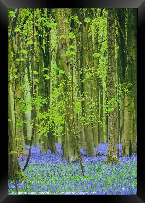 bluebells Framed Print by Simon Johnson