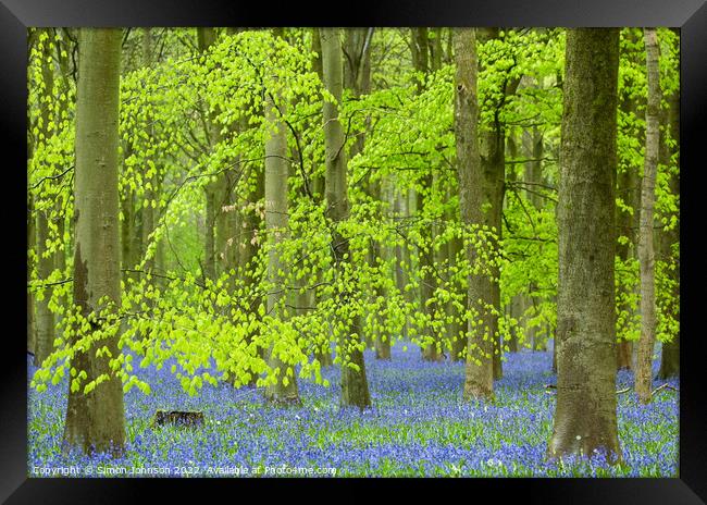 luminous Bluebell woodland Framed Print by Simon Johnson