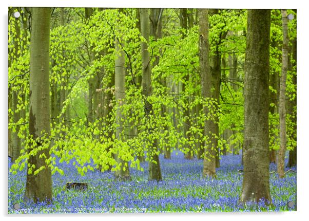 luminous Bluebell woodland Acrylic by Simon Johnson