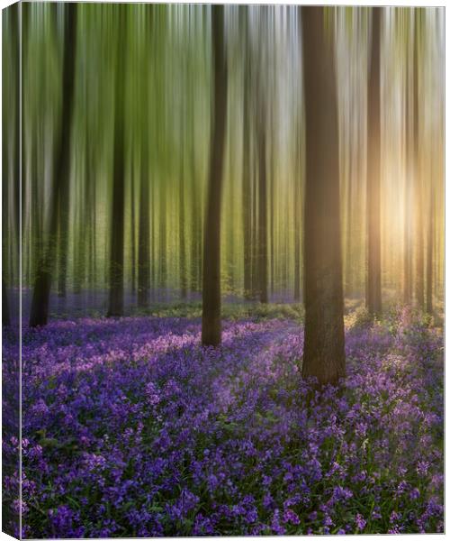 Enchanting Sunrise Amidst Bluebell Woods Canvas Print by Graham Custance