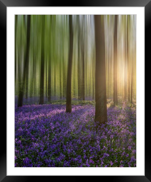 Enchanting Sunrise Amidst Bluebell Woods Framed Mounted Print by Graham Custance