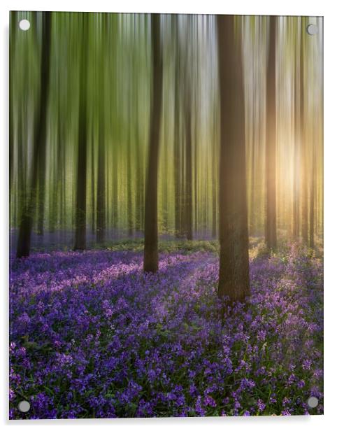 Enchanting Sunrise Amidst Bluebell Woods Acrylic by Graham Custance