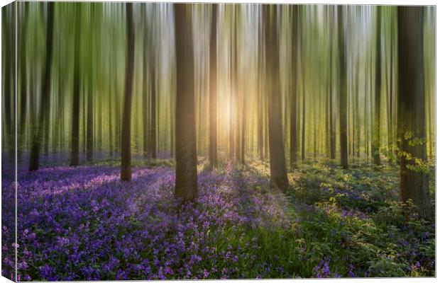 Enchanting Sunrise in a Bluebell Forest Canvas Print by Graham Custance