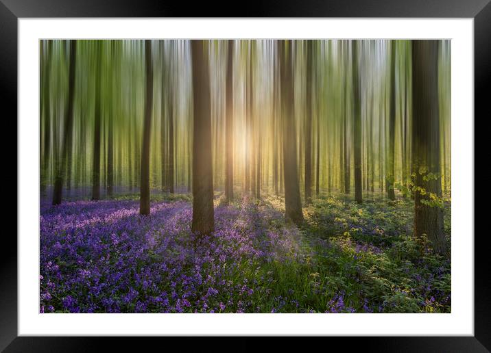 Enchanting Sunrise in a Bluebell Forest Framed Mounted Print by Graham Custance