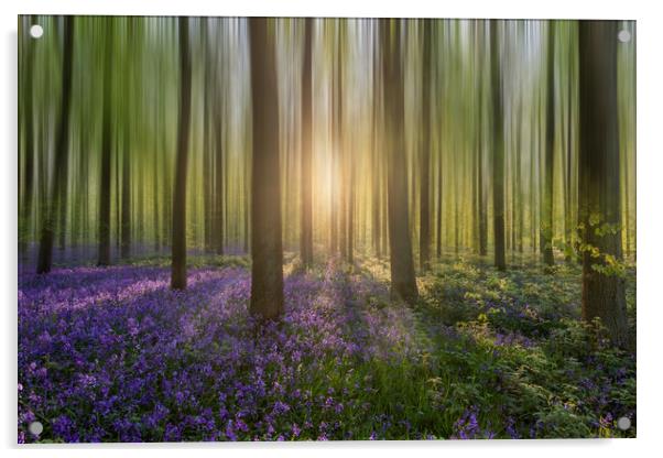 Enchanting Sunrise in a Bluebell Forest Acrylic by Graham Custance