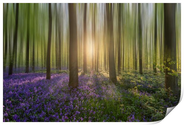 Enchanting Sunrise in a Bluebell Forest Print by Graham Custance